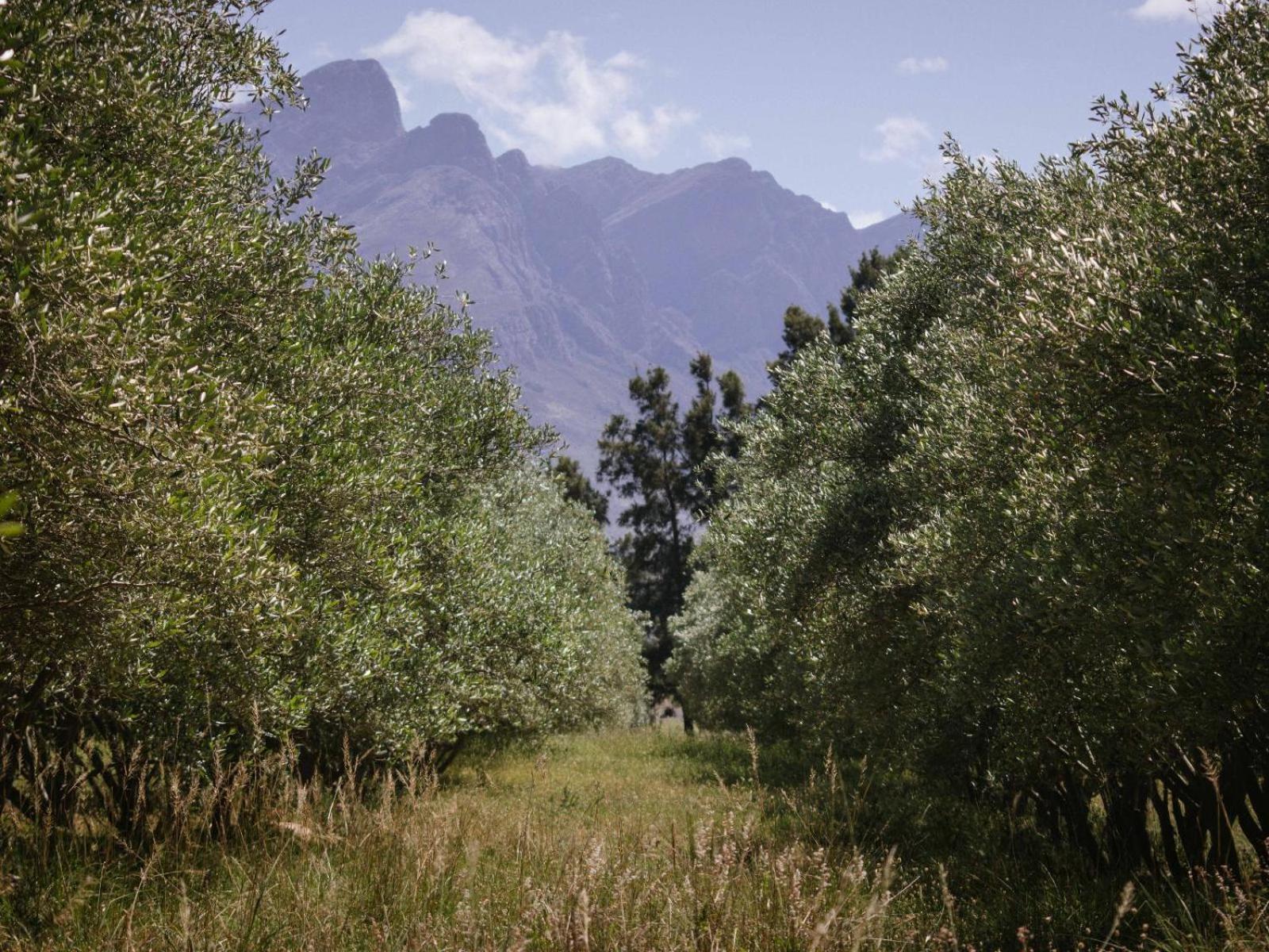 Отель Duikersdrift Winelands Country Escape Тульбах Экстерьер фото