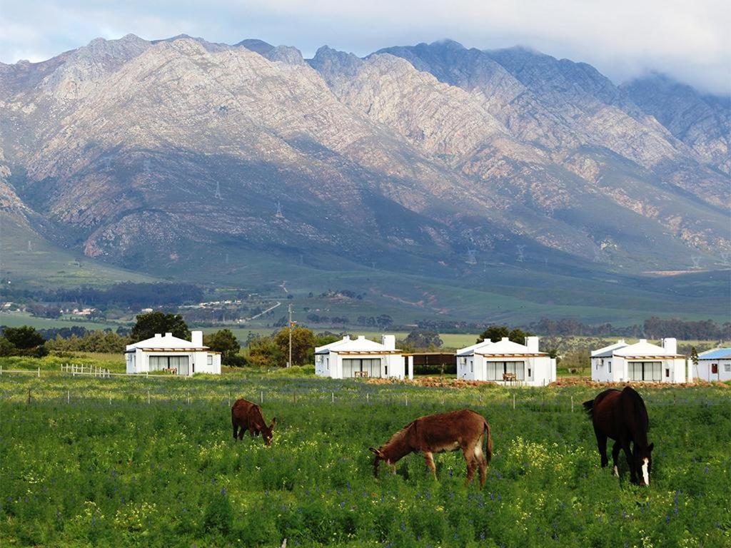 Отель Duikersdrift Winelands Country Escape Тульбах Экстерьер фото